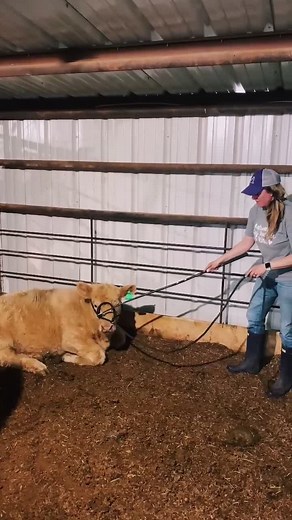 Halter Breaking a New Calf: Step-By-Step Guide