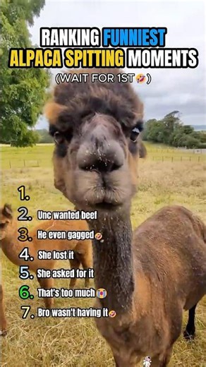 Ranking The FUNNIEST Alpaca Spitting Moments🤣