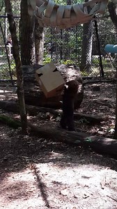 22K views · 425 reactions | This is our fisher enjoying an 'enrichment' -- the park tries to provide activities, puzzles, toys and play to most of our wildlife on a regular basis. | Maine Wildlife Park | Facebook