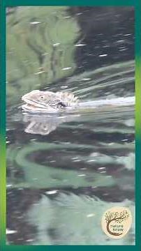 Sneaky Australian Water Dragon Swimming Technique