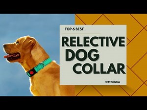 Top 6 Best Reflective Dog Collars in 2023 [Review]