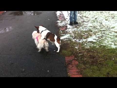 Imperechere De Caini ----