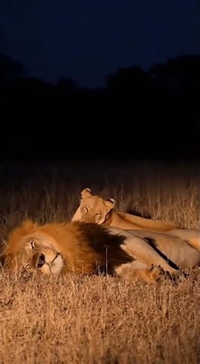 Night Savanna Cam – Lioness Wakes Snoring Male Lion