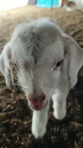 Playing With a Cute Little Baby Goat 🐐 #beautifullgoats #cutefarmanimal #cute