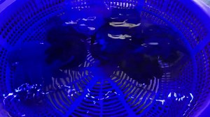 1.7K views · 36 reactions | Blue blubber jellyfish | Aquarium Macallum | Facebook