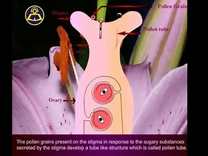 chemotropism animation by Bhavna Bisht