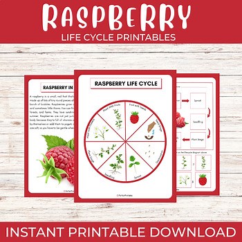 Life Cycle of a Raspberry Plant | Fruits Science Unit Study With Fun Facts!