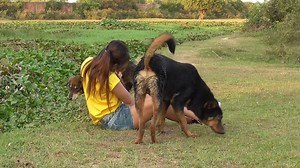 227K views · 3.7K reactions | girl dog playing | Female Dog Care | Facebook