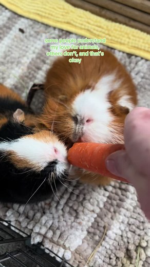 Understanding the Joy of Guinea Pig Ownership