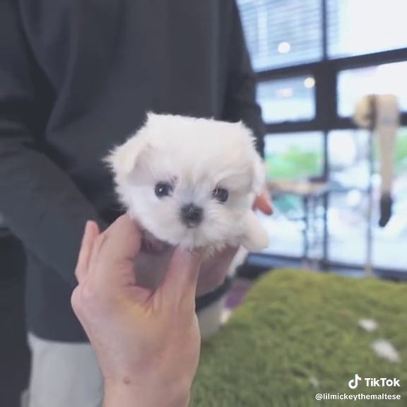 Meet Mickey the adorable Maltese who's taking TikTok by storm! With his fluffy white coat and charming personality, Mickey is a true social media sensation. He loves cuddles, playing with his toys, and going on adventures with his human family. When he's not busy making TikTok videos, you can find him napping in his cozy bed or snacking on his favorite treats. Follow Mickey on TikTok for daily doses of cuteness and fun! #puppy #maltese #cutedog