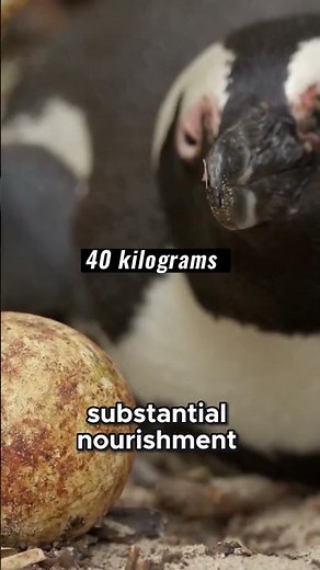 Penguin Meat: The Grim Necessity for Survival