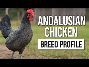 Chicken Breed Profile - The Andalusian