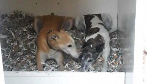 Watch How to Find a Kennel on Amazon Live