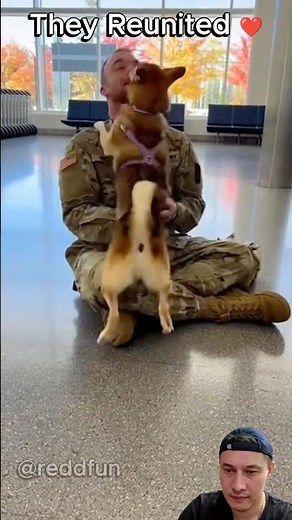 Soldier surprise coming home dog ❤️ #shorts #soldiercominghome #military #wholesome #dogs #emotional