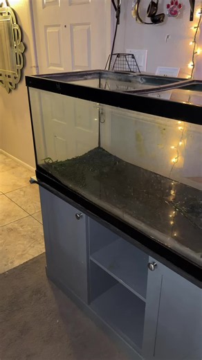 75 Gallon Fish Tank Setup Revealed — See the Impressive Score