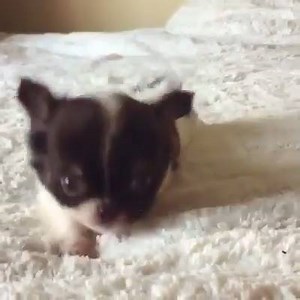 11K views · 1.5K reactions | Register on PetWeMet.com to create your pets profile, share their story post their pictures, videos, find nearby friends and also find solution to their health problems in discussion forum | EPets | Facebook