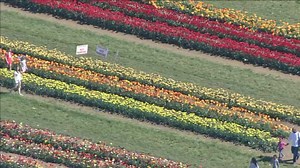 Tulip festival in full bloom