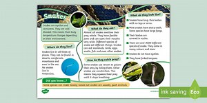 KS1 Snakes Fact File