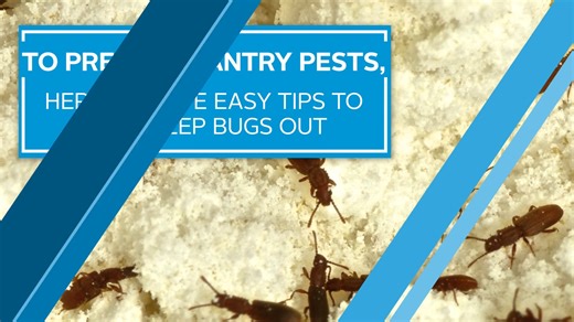 No one wants ants in their cereal! Learn more about how to keep your pantry pest-free with proper pest-proofing tips. | PestWorld
