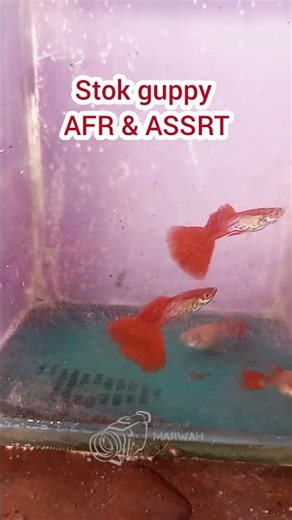 Stok guppy AFR & ASSRT