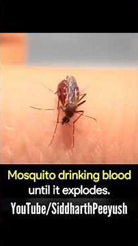 Mosquito Drinking Blood Until It Explodes ||