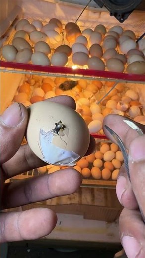 Old fridge egg hatching