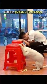 Animals imitating humans 😂 #shorts