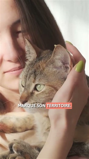 Voici POURQUOI votre CHAT vous TOUCHE le VISAGE avec sa PATTE ! 😼🐾 #Chat #Shorts