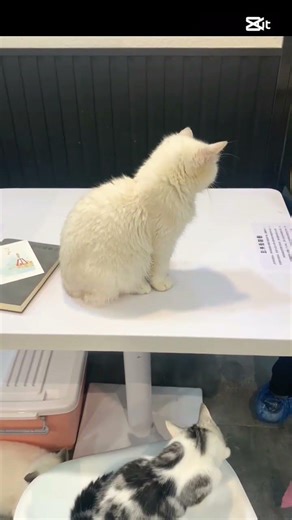 cute cat #nasheed #kitten #yt #viral #comedy #cats #cat #cute #friends