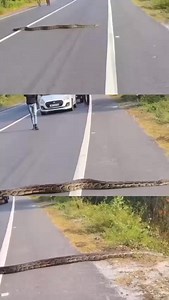Viral Video: A massive python was spotted crossing the highway in Alipurduar | I Love Siliguri