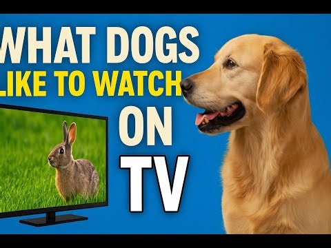 What Dogs Love to Watch on TV (Backed by Science & Tail Wags!)