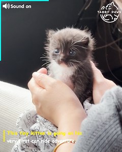 The cutest confused face ever 💖🙀 | Tabby Paws