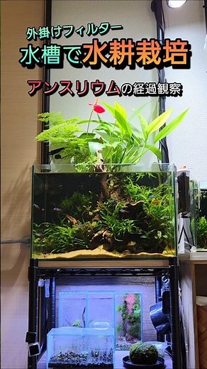 水槽で水耕栽培🪴アンスリウムの経過観察③ #観葉植物 #アクアリウム #水耕栽培 #水槽 #ヌマビーアクア