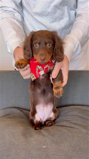 dancing dachshund #minidachshund #puppy #dachshundpuppy #dachshund #cutedog #cutepuppy #funnydog