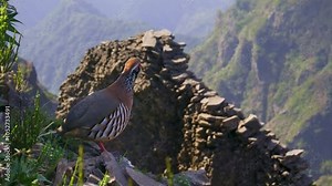 Red-legged partridge -Alectoris rufa gamebird in the pheasant family Phasianidae of the order Galliformes, gallinaceous birds, standing on the top of the hill in Madeira mountains and watching down.