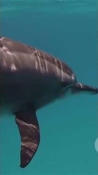 10 interesting facts about dolphins