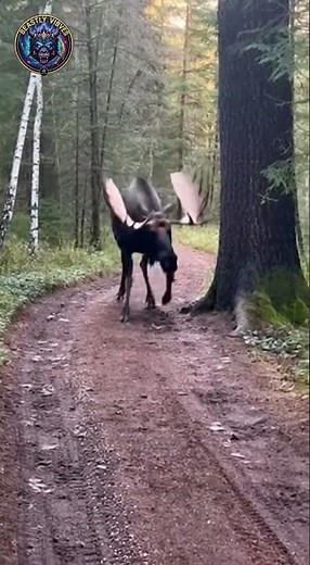 Moose Charges at Cameraman