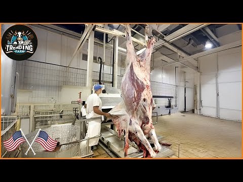 Incredible ! Seeing Argentina's Modern Cattle Slaughter Machine Using Super Advanced Machines!!!