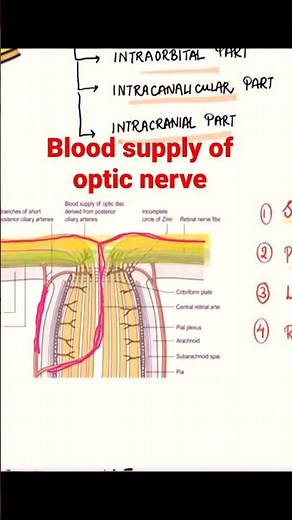 BLOOD SUPPLY OF OPTIC NERVE ( video on channel)