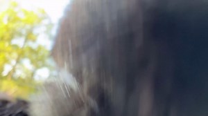 Take a closer look at Kinari’s teeth! 🐺 Wolves have a total of 42 teeth, each designed for a specific purpose that helps them survive in the wild. The upper jaw has 20 teeth: 6 incisors, 2 canines, 8 premolars, and 4 molars. The lower jaw has 22 teeth: 6 incisors, 2 canines, 8 premolars, and 6 molars. The large canine teeth, or fangs, can grow up to 2.5 inches long and are used to puncture and hold onto prey. The front incisors help wolves nibble small pieces of meat off bones, while the sharp 