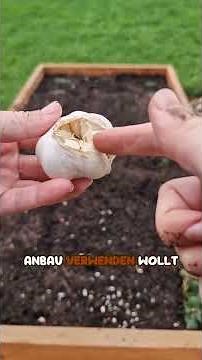 Knoblauch stecken 🧄🥰 #Gemüsegarten #Knoblauchstecken #Gemüsebeet #Selbstversorger #Knoblauch #garten