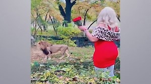 Woman climbs into lion exhibit at Bronx Zoo