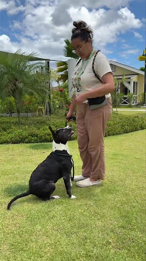 Meet Puka, a 4-year-old Terrier mix with a heart as big as his personality. While Puka's appearance tells a story of a difficult past, including what looks like healed chemical burns from his time before coming to us, his spirit remains unbroken and full of love to give. This sweet boy might seem a little reserved when you first meet him, but that shyness melts away quickly once he realizes you're a friend. That's when you'll see the real Puka shine through with his adorable happy paw taps and i