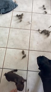 114K views · 3.1K reactions | TrümmerLotte und ihr Team waren wieder im Einsatz 來. #puppy #puppylove #puppies #happypug #pug #mops #mopsliebe | Happy Pug - Happy Life | Facebook