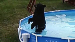 Bathing Bruin Caught Swimming In Backyard Pool
