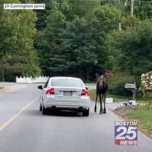21K views · 598 reactions |  WOW! This giant moose was spotted taking a leisurely stroll through a Sterling neighborhood. boston25.com/3QAgZGl | Boston 25 News | Facebook