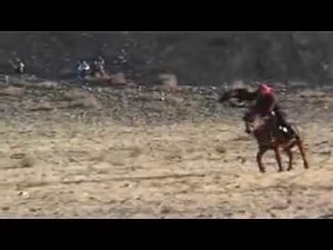 Golden Eagle Killing wolves.