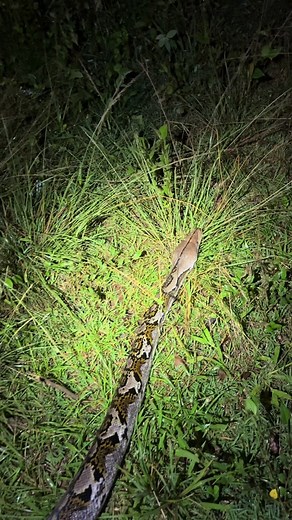 Still looking for a 20 footer in Puerto Rico! ##puertorico#foryou#fyp#wildlife#educational#viral#snake#animals#python#reticulatedpython#professional#nature#everglades#rainforest#night#wild