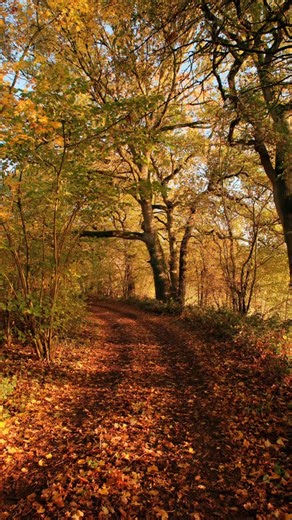 Imagine forest bathing in autumn’s golden light, snuggled in a cosy blanket watching the leaves swirl around you and nothing but the sound of birdsong. Your treehouse stay awaits this Autumn. Book yours via the link in our bio. 📍Brook House Woods, Herefordshire | Brook House Woods