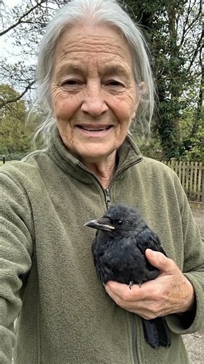 I was just going for a walk, and found this baby crow alone on the ground. | Crow Addict